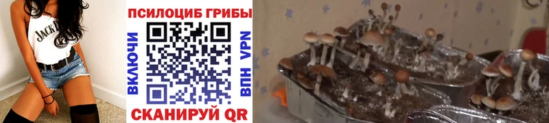 Псилоцибиновые грибы Cubensis  kraken как войти  Ивдель 